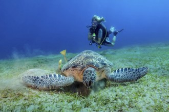 Diver Diver observing Green turtle (Chelonia myda) eating Halophila seagrass (Halophila johnsonii)