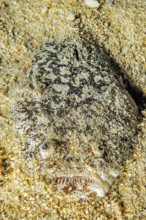 Lurker stargazer (Uranoscopus bicinctus) half camouflages itself buried in sandy seabed, Pacific,