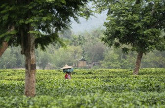 Bokakhat, India. 20 April 2024. Women tea pluckers carries tea leaves bag on head as they returns