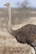 South African ostrich (Struthio camelus australis), adult female standing in dry grassland, alert,