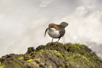 White-throated Dipper (Cinclus cinclus), at a torrent with prey in its beak, Rhineland-Palatinate,