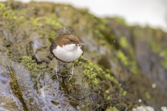 White-throated Dipper (Cinclus cinclus), at a torrent with larvae in its beak,