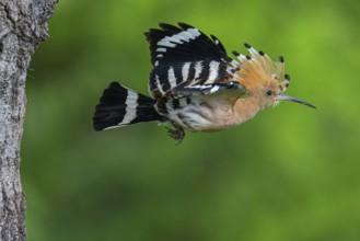 Hoopoe, (Upupa epops), on perch, hoopoe family, formerly raptors, Hides de El Taray / Lesser Kestr,