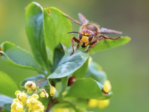 European hornet (Vespa crabro), insect, insects, macro, plant, garden, Neuhofen,