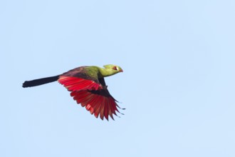 Guinea turaco (Tauraco persa), family of native turacos, aerial view, Brufut woods, Brufut, South