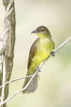 Yellow-bellied greenbul (Chlorocichla flaviventris), Mkuze Game Reserve, Mkuze, KwaZulu-Natal,