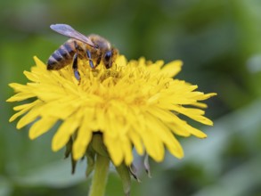 European hornet (Vespa crabro), insect, insects, macro, plant, garden, Neuhofen,