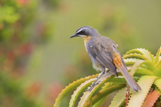 Cossypha caffra, family of flycatchers, Underberg surroundings, Underberg, KwaZulu-Natal, South