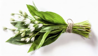 Fresh wild garlic bundled in front of a pure white background, vivid green colour, wild garlic,