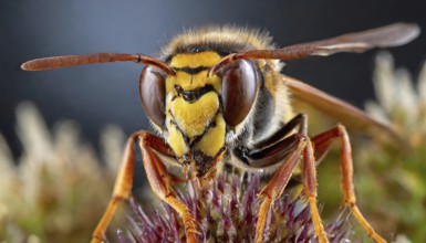 Animals, insect, symbol, close-up of a hornet, Vespa crabro, AI-generated, AI-generated, AI