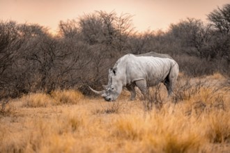 Southern white rhinoceros (Ceratotherium simum simum), rhino at sunset, Khama Rhino Sanctuary,