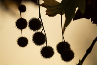 Plane tree, Oriental plane (Platanus orientalis), close-up of fruits and leaves against the light,