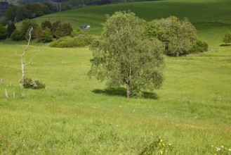 Warty birch (Betula pendula) against shaded landscape near Kliding, Eifel, district of Cochem-Zell,