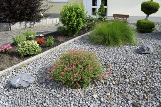 Modern front garden with plants and stones, gravel garden, Ruhr area, North Rhine-Westphalia,