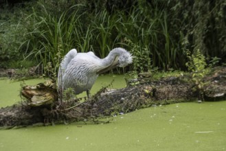 Dalmatian pelican (Pelecanus crispus), Walsrode Bird Park, Lower Saxony, Germany, Europe