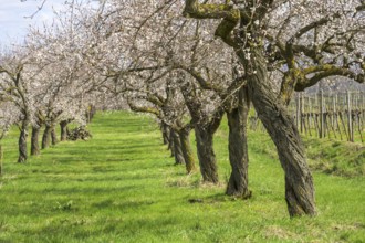 Old apricot trees in bloom, Paudorf, Lower Austria, Austria, Europe