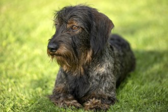 Rough-haired dachshund (Canis lupus familiaris) puppy, male, 3 years, animal portrait, lying in a