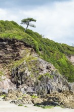 Tree on Cliff over rocks and Mothecombe Beach, Mothecombe, River Emme and Red Cove, Plymouth, South