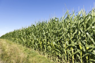 Symbolic image, renewable energies, maize plants, biogas plant, feed maize, maize cobs, immature,