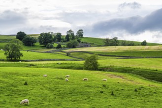 Sheeps and Farms in Yorkshire Dales National Park, North Yorkshire, England, United Kingdom, Europe