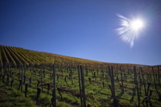 vineyard, vines, grapevines, viticulture, autumn colours, autumn, graphic, backlight,