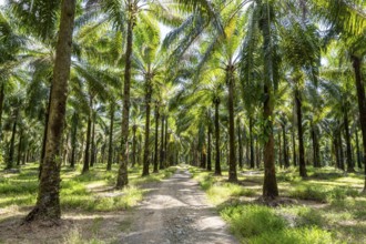 Palm oil plantation, environmental destruction through monoculture, Costa Rica, Central America