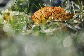 Autumn leaves and morning dew, late autumn, Saxony, Germany, Europe