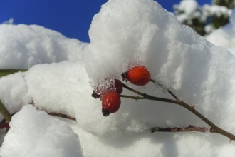 Rose hips with snow cap, blue sky, red berries, fruits of the dog rose (Rosa canina), winter, mood,