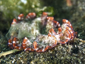 Close-up of a flatworm with red fringed frills, red-brown whirlpool worm (Pseudoceros) on the