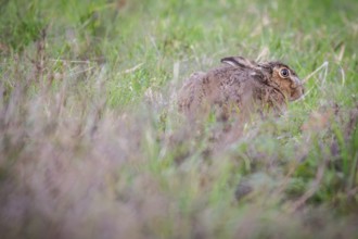 European hare (Lepus europaeus) hiding in the tall grass, Stuttgart, Rosensteinpark,