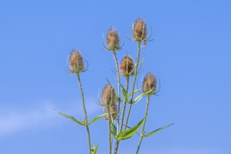 Wild teasel, fuller's teasel (Dipsacus fullonum, Dipsacus sylvestris) flower heads against blue sky