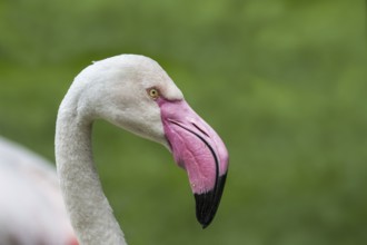 Close-up portrait of greater flamingo (Phoenicopterus roseus) against green background