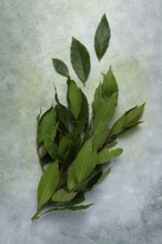 A branch of fresh bay leaf, top view, spice