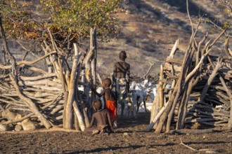 Himba children with goats, in a kraal, traditional Himba village, Kaokoveld, Kunene, Namibia,