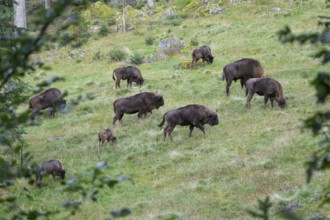 Bison (Bison bonasus), herd grazing in near-natural habitat, captive, Germany, Europe