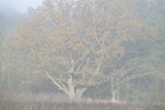 English oak (Quercus robur), in autumn with yellow discoloured leaves, fog, Thuringia, Germany,