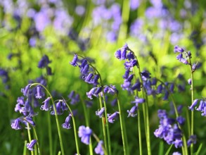 Flowering wood hyacinth (Hyacinthoides non-scripta), Lower Rhine, North Rhine-Westphalia, Germany,