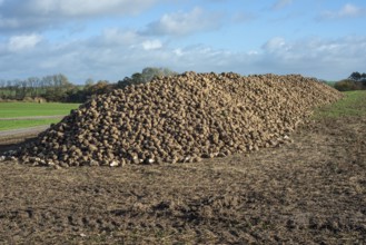 Pile of harvested sugar beets waiting for transport to sugar factory. Ystad Municipality, Skåne