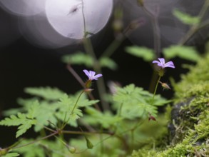 Common Stork's Bill, (Geranium cicutarium), plant with pink flowers and leaves, with reflection