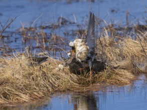 Ruff (Calidris pugnax) two males in breeding plumage at lek, fighting over female, Pokka, Finnish