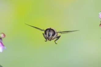 Dung bee or dronefly (Eristalis tenax), in flight, between the flowers of the common snowberry