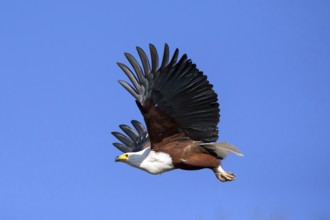 Lesser spotted eagle, Haliaeetus vocifer, Africa, Botswana, flight photo, Okovango Delta, Africa