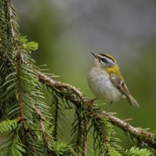 Goldcrest, Regulus ignicapillus, Luce, Mountain area, Luce, Styria, Slovenia, Europe