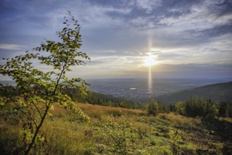 Small deciduous trees grow on a forest area destroyed by the bark beetle near Ilmenau in the