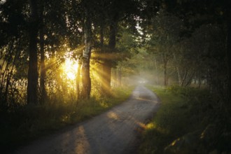 The sun shines on a forest path near Born am Darß shortly after sunrise. Born, 01.08.2024