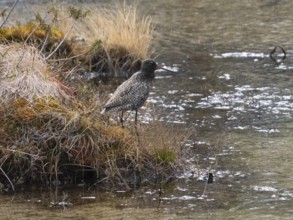 Spotted Redshank (Tringa erythropus) adult bird in breeding plumage, standing at side of lake, in