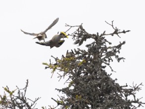 Bohemian waxwing (Bombycilla garrulus), two birds fighting on top of Fir tree, Pokka, Finnish