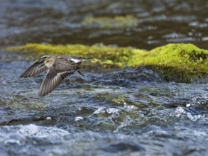 Temminck's Stint (Calidris temminckii), flying across a stream, Finnmark, Norway, Europe