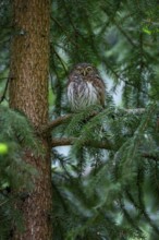 Pygmy Owl (Glaucidium passerinum) smallest owl native to Central Europe, daytime roost, foraging,