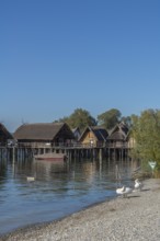 Unteruhldingen, pile-dwelling museum, Lake Constance, reconstruction, Stone Age, swans, natural